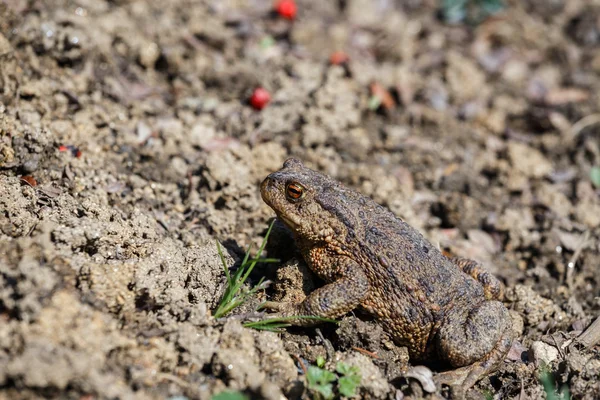 Sapo marrom no jardim — Fotografia de Stock