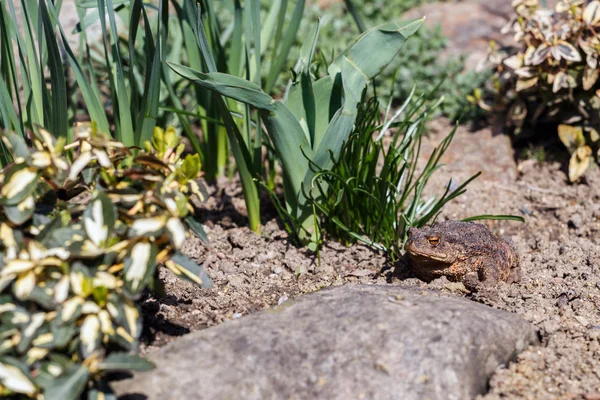 庭で茶色のヒキガエル — ストック写真