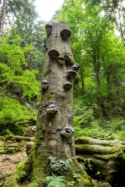 Polyporuswachstum auf einem Baum — Stockfoto