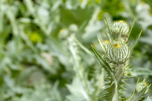 Distel in het voorjaar van — Stockfoto