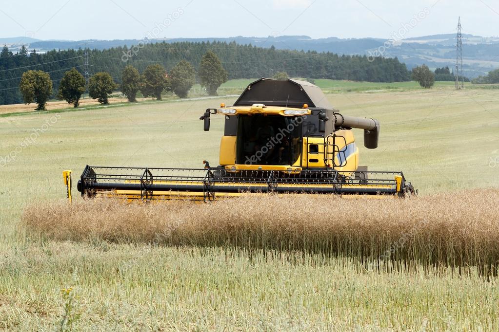 combine harvesting rape