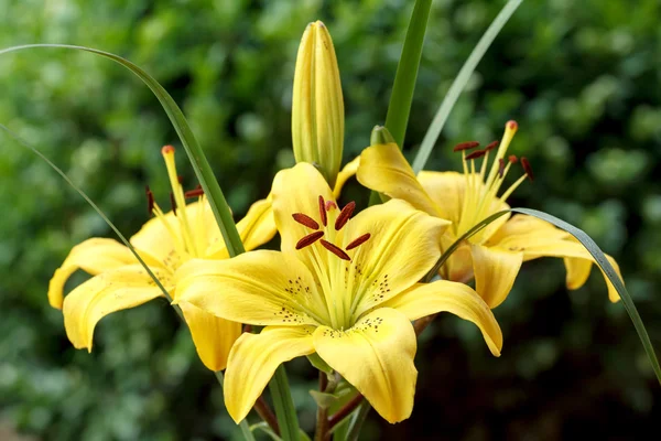Detail of flowering yellow lily — Stock Photo, Image
