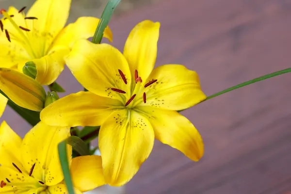 รายละเอียดของดอกลิลลี่สีเหลือง — ภาพถ่ายสต็อก