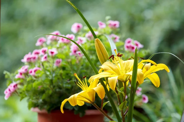 Détail de la floraison jaune lis — Photo