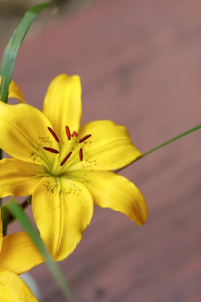 Détail de la floraison jaune lis — Photo