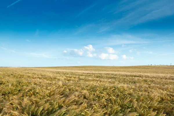 Golden wheat field with clouds — Stock Photo, Image