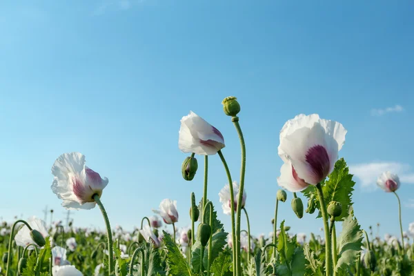 Agriculture poppy field — Stock Photo, Image