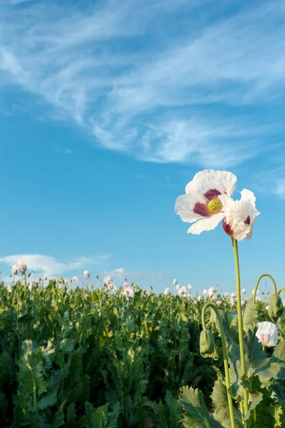 Agriculture poppy field — Stock Photo, Image