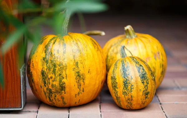 Seasonal Pumpkins — Stock Photo, Image