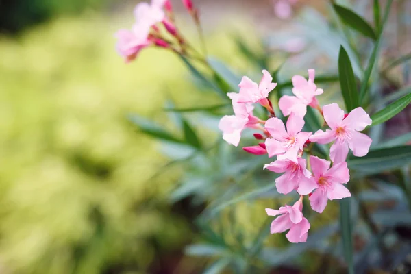 Frühlingsblume im Garten mit seichtem Fokus — Stockfoto