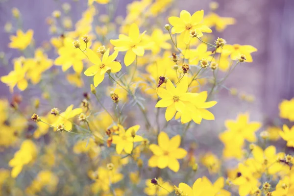 얕은 초점 정원에서 봄 꽃 — 스톡 사진