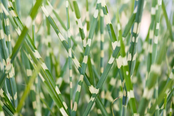 Stripped ornamental grass background — Stock Photo, Image