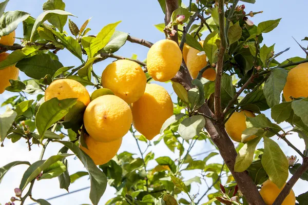 Ramo di limoni con foglie su cielo blu — Foto Stock