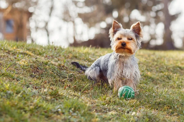 Ładny mały yorkshire terrier — Zdjęcie stockowe
