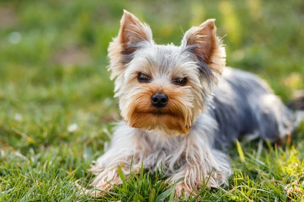 Cute small yorkshire terrier — Stock Photo, Image