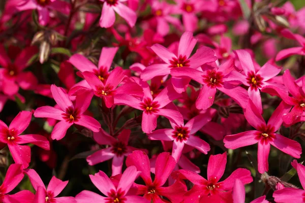 粉红色的花朵背景或背景 — 图库照片
