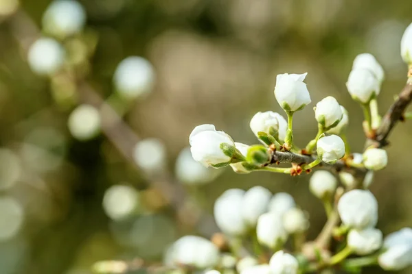매우 얕은 초점 봄 나무 — 스톡 사진
