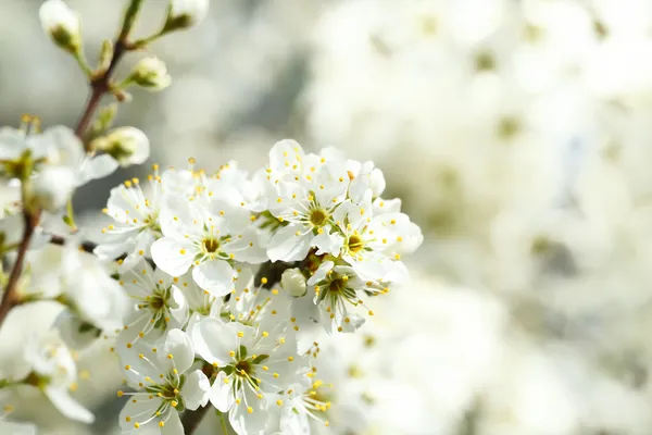 Arbre en fleurs au printemps avec une mise au point très peu profonde — Photo