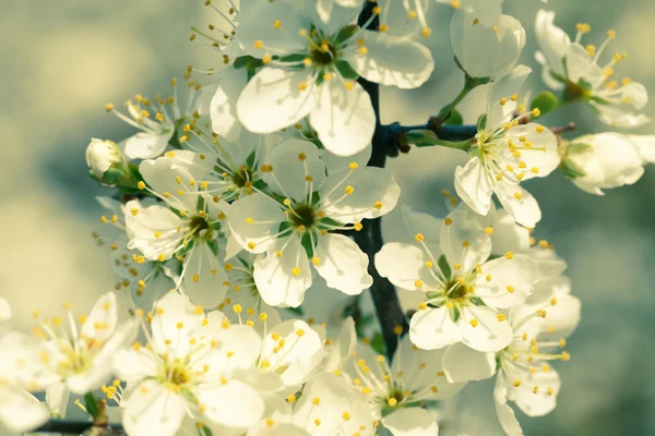 Blossoming tree in spring with very shallow focus — Stock Photo, Image
