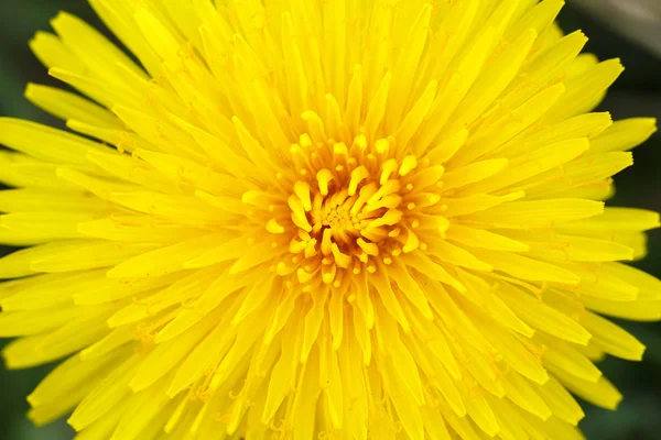 Diente de león amarillo sobre un fondo verde —  Fotos de Stock