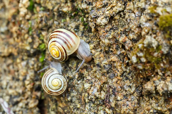 小庭园蜗牛 — 图库照片