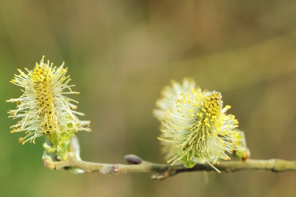 Птичья ива Salix caprea, самцы кошачьих — стоковое фото