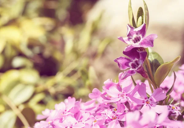 Pink flowers background or backdrop — Stock Photo, Image