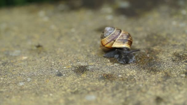 Macro van kleine Tuinslak — Stockvideo