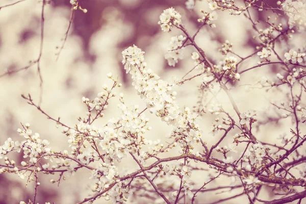 Цветущее весной дерево с очень неглубоким фокусом — стоковое фото