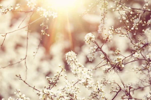 Blossoming tree in spring with very shallow focus — Stock Photo, Image