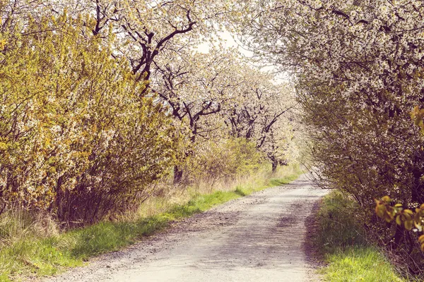 Route avec ruelle de cerisiers en fleurs — Photo