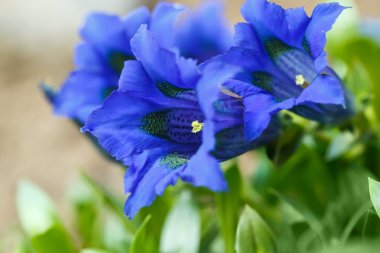 trompet gentiana mavi bahar Çiçek Bahçe