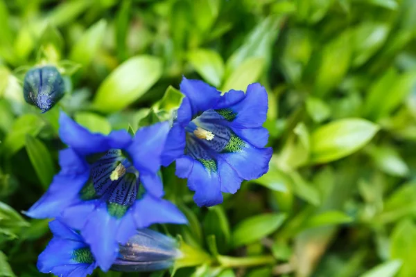 Trumpet gentiana blue spring flower in garden — Stock Photo, Image