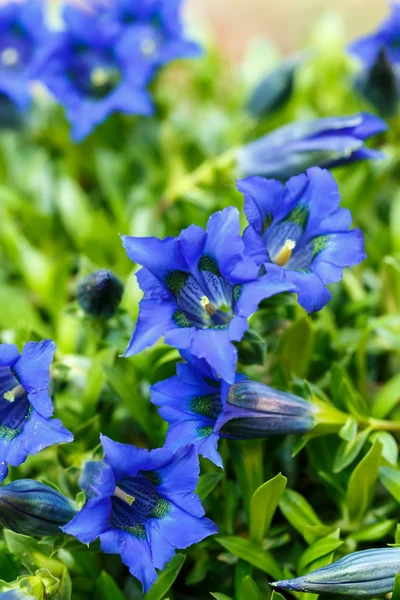 Trumpet gentiana blue spring flower in garden — Stock Photo, Image