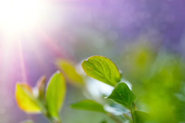 Green spring background — Stock Photo, Image