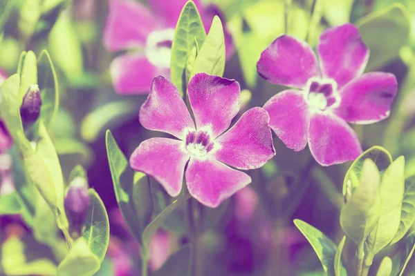 Sfondo o sfondo di fiori viola — Foto Stock