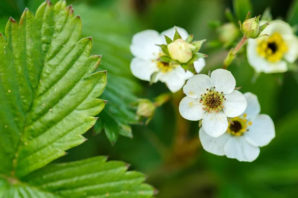 Woodland strawberry flowering — Stock Photo, Image