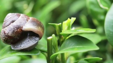 yeşil küçük Bahçe salyangoz makro 4 x hızında bırakır