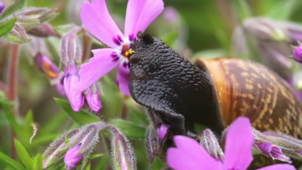 Macro of small garden snail eating whole ping flower bloom at speed 7x