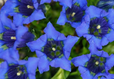 trompet gentiana mavi bahar Çiçek Bahçe