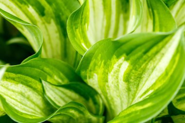 yeşil yaprakları doku arka plan kullanmak için