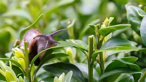 Petit escargot de jardin — Photo