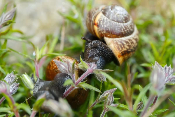 Small garden snail — Stock Photo, Image