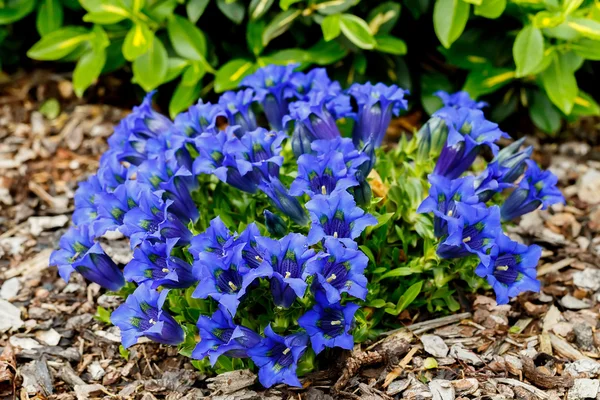 Trumpet gentiana blue spring flower in garden — Stock Photo, Image