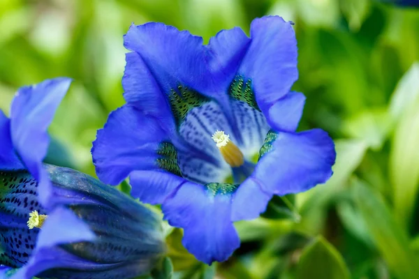 Trubka gentiana modrá Jarní květina v zahradě — Stock fotografie