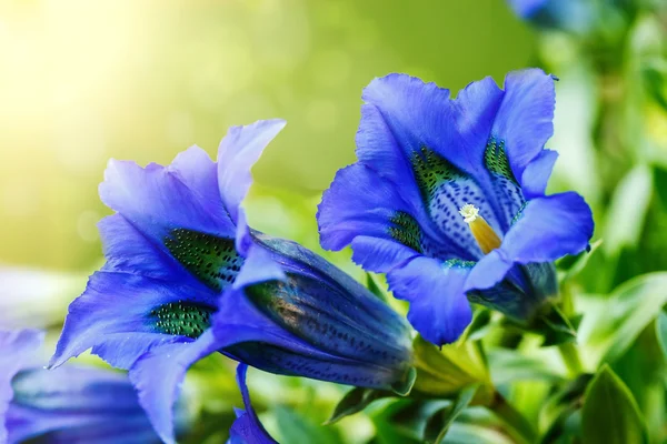 Trompete Entiana blaue Frühlingsblume im Garten — Stockfoto