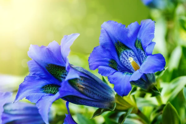 Trumpet gentiana blue spring flower in garden — Stock Photo, Image