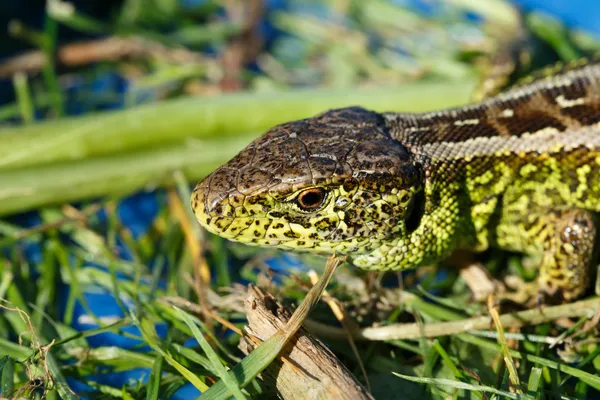 Pequeno lagarto Lacerta agilis — Fotografia de Stock