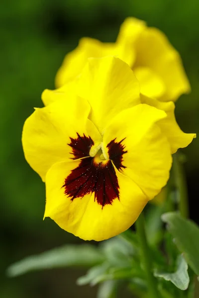 Amarelo flores pantanosas — Fotografia de Stock