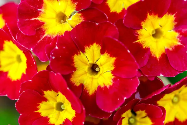 Closeup of beautiful red primrose — Stock Photo, Image